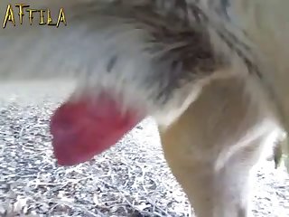 Horse Withdrew A Little Snorted And Drove Forward