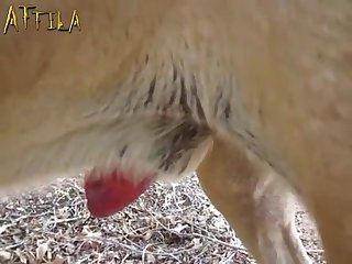 Horse Withdrew A Little Snorted And Drove Forward