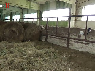 Hd Videos Full
