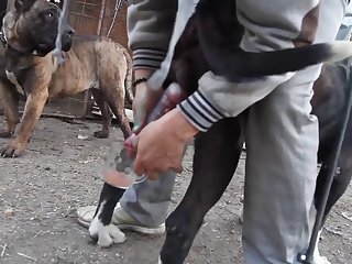 Milking Dog Cock