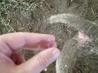 Dog Splintered My Learn of