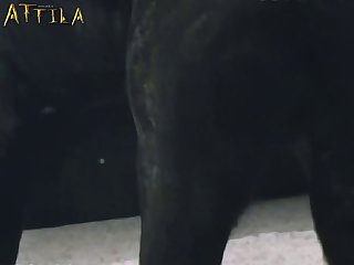 Animal Porn Jav