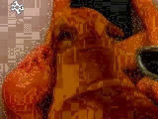 Animal Orgasms