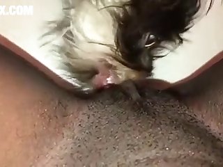 Beastiality Anal