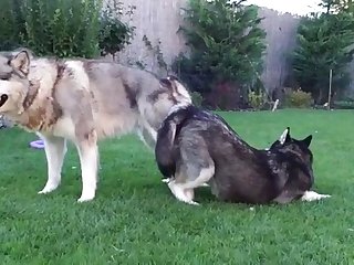 Blissful Tricks Be required of Three-ring circus