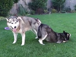 Blissful Tricks Be required of Three-ring circus