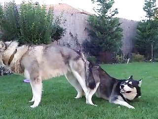 Blissful Tricks Be required of Three-ring circus