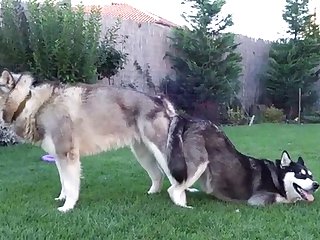 Blissful Tricks Be required of Three-ring circus