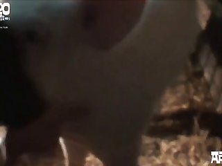 Animal Nudes