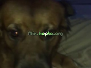 Dog Fucks Dog