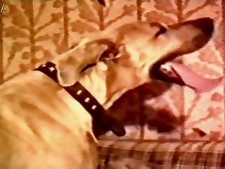 Pigs Pussy