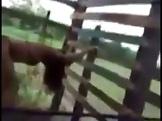 Dog Porno Com