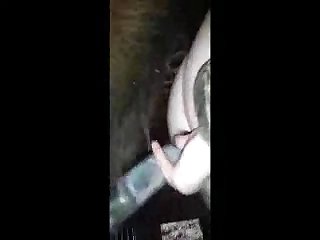 Dogwhores