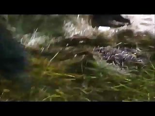 Zootube