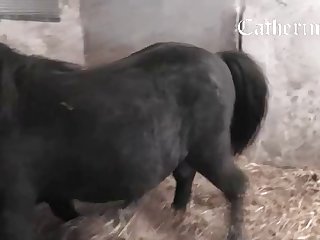 Dog Arse Swept off one's feet