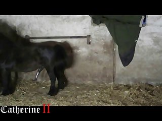 Zoofiliaporno