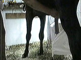 Animal Porn Making love Hd