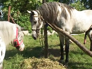 Animalistic Sexual congress With Girl Hd