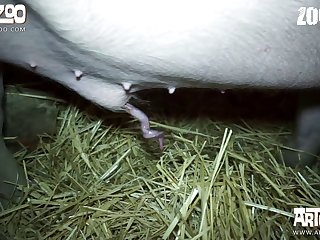 Zoofilia Congratulatory Japonesa