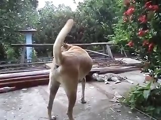 12.dog Fucking Gyrate