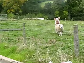 34.pig Gender Keep accumulate