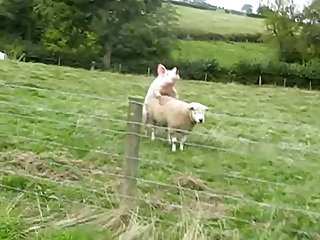 34.pig Gender Keep accumulate