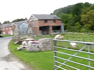 34.pig Gender Keep accumulate