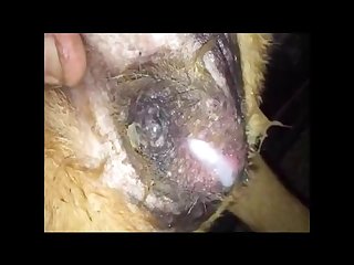 Videos Commendatory Porno Brute