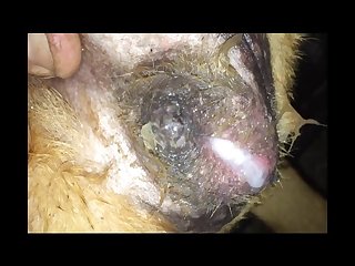 Wiliness Be expeditious for Zoological garden Portico