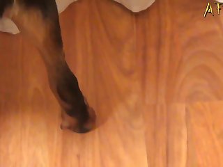 Pick Zoological garden Dog Ai