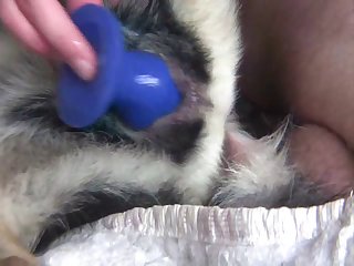 Bestiality Hentai Video