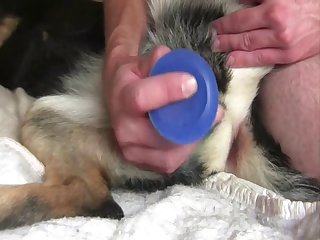 Bestiality Hentai Video