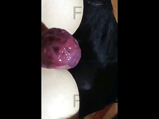 அனிமல்செக்ஸ்