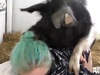 Devotehuendin Mr. Pig