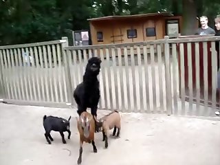 Dog Goat Xxx - 16.lama Fucking Goat