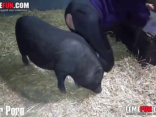 Zoophile Female Wants To Be Fucked And Trusts Xxx Pig With Pussy Xxx Femefun xxx xnxx1