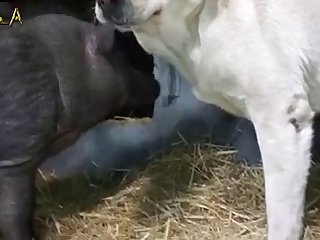 Zoobeg Farm Gangbang With Pig And Dogs Video xxx xnxx3