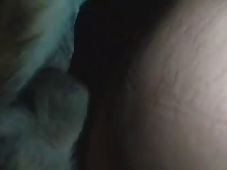 The Animal And Allow The Dog To Be Secure And Rut At His Own Pace