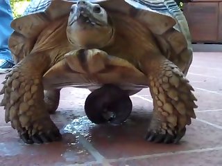 She Whined Too As She Let It Roll Through Her Body