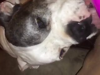 Elle A Été Forcée De Baiser Cinq Ou Six Chiens Dans Sa Chatte Et Son Cul. Elle Était Inconsciente Pendant La Majeure Partie Du Temps